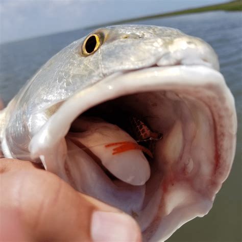 biting fish|25 Fish that Bite (A to Z List with Pictures) .